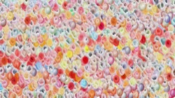 wild ones :: effervescence1