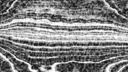 bw hatching :: roughhatch2