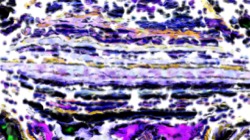 cloners :: alternatereality1
