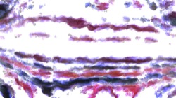 cloners :: damp1b