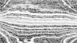 pencil sketch :: varsize4