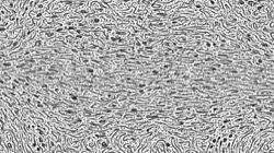 woodcut :: linelitho1