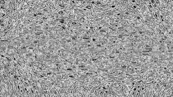 woodcut :: linelitho1too