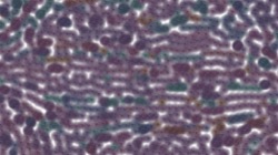 chuck's beta test 1 :: fishscalepattern