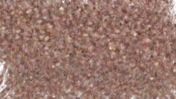 chuck's shooting stars :: phasetransition2organic