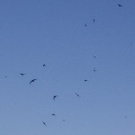 image: Image from the photoset &lsquo;colmar (i)&rsquo;.