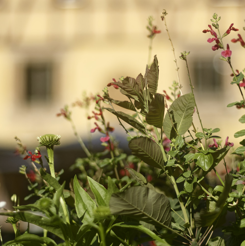 image: This is &lsquo;colmar (ii) 3&rsquo;.