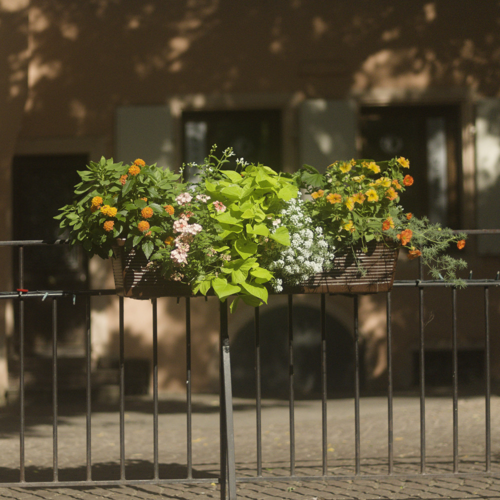 image: This is &lsquo;colmar (ii) 4&rsquo;.