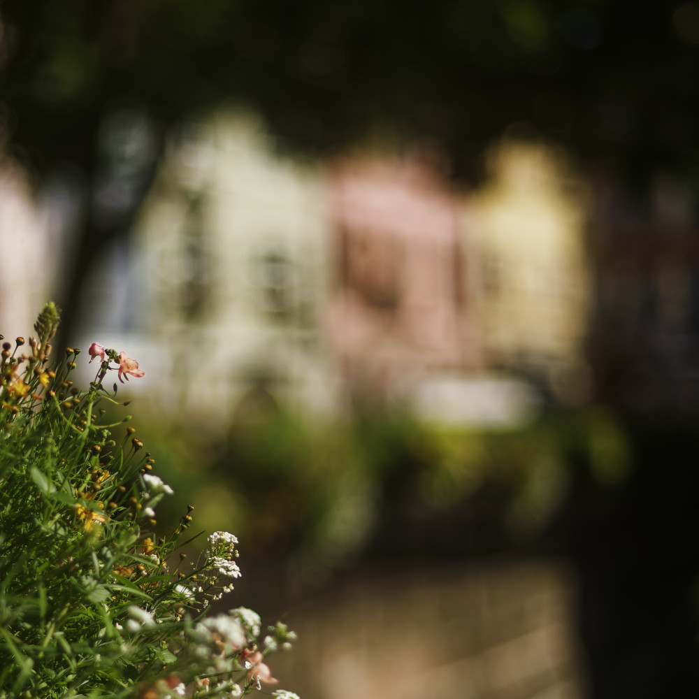 image: This is &lsquo;colmar (ii) 5&rsquo;.