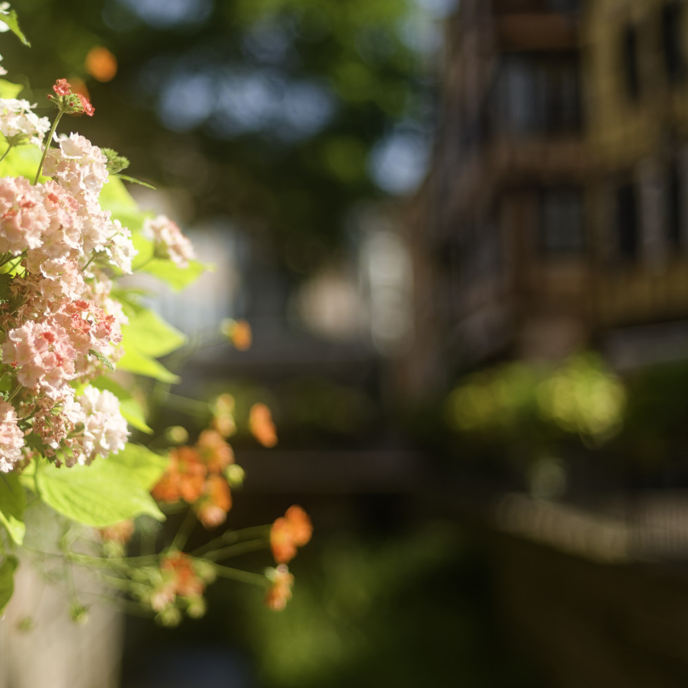 image: This is &lsquo;colmar (ii) 6&rsquo;.