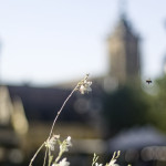 image: Image from the photoset &lsquo;colmar (ii)&rsquo;.