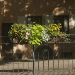 image: Image from the photoset &lsquo;colmar (ii)&rsquo;.