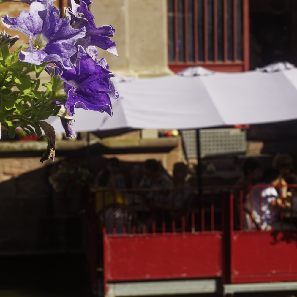 image: This is &lsquo;colmar (iv) 4&rsquo;.