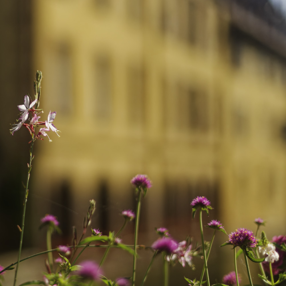 image: This is &lsquo;colmar (iv) 5&rsquo;.