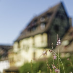 image: colmar (iv) photoset