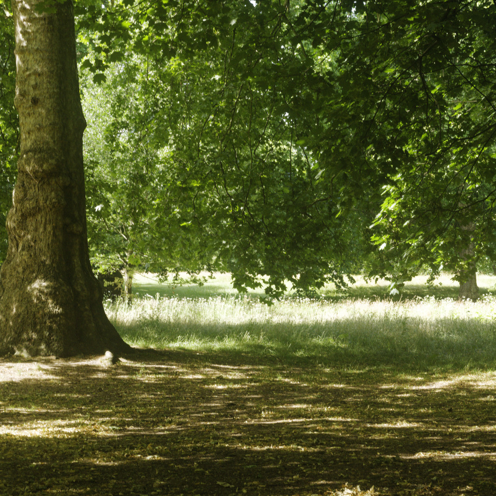image: This is &lsquo;green park 2&rsquo;.
