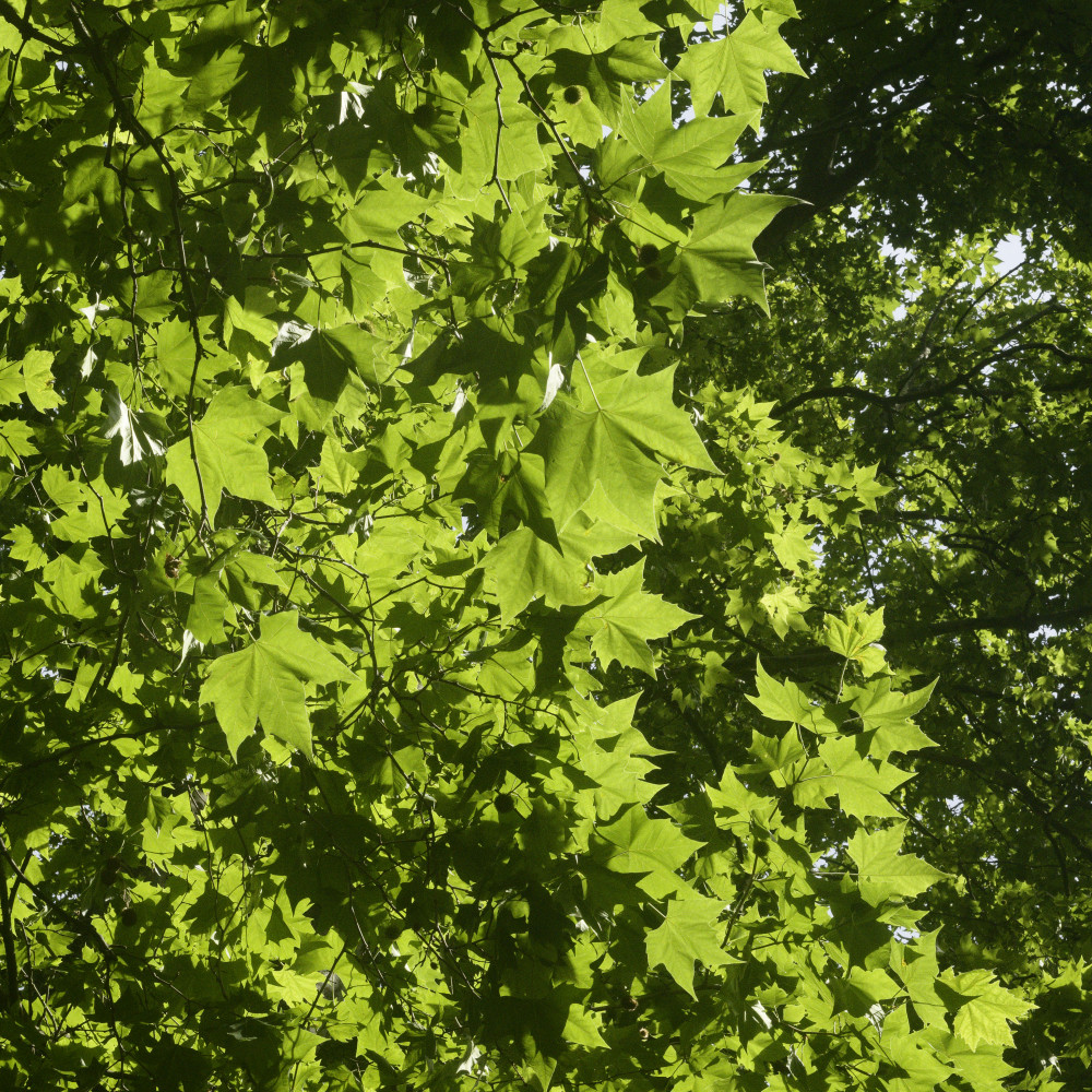 image: This is &lsquo;green park 4&rsquo;.