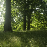 image: green park photoset