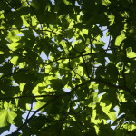 image: Image from the photoset &lsquo;green park&rsquo;.
